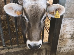 Kuh-Landwirschaftspraktikum
